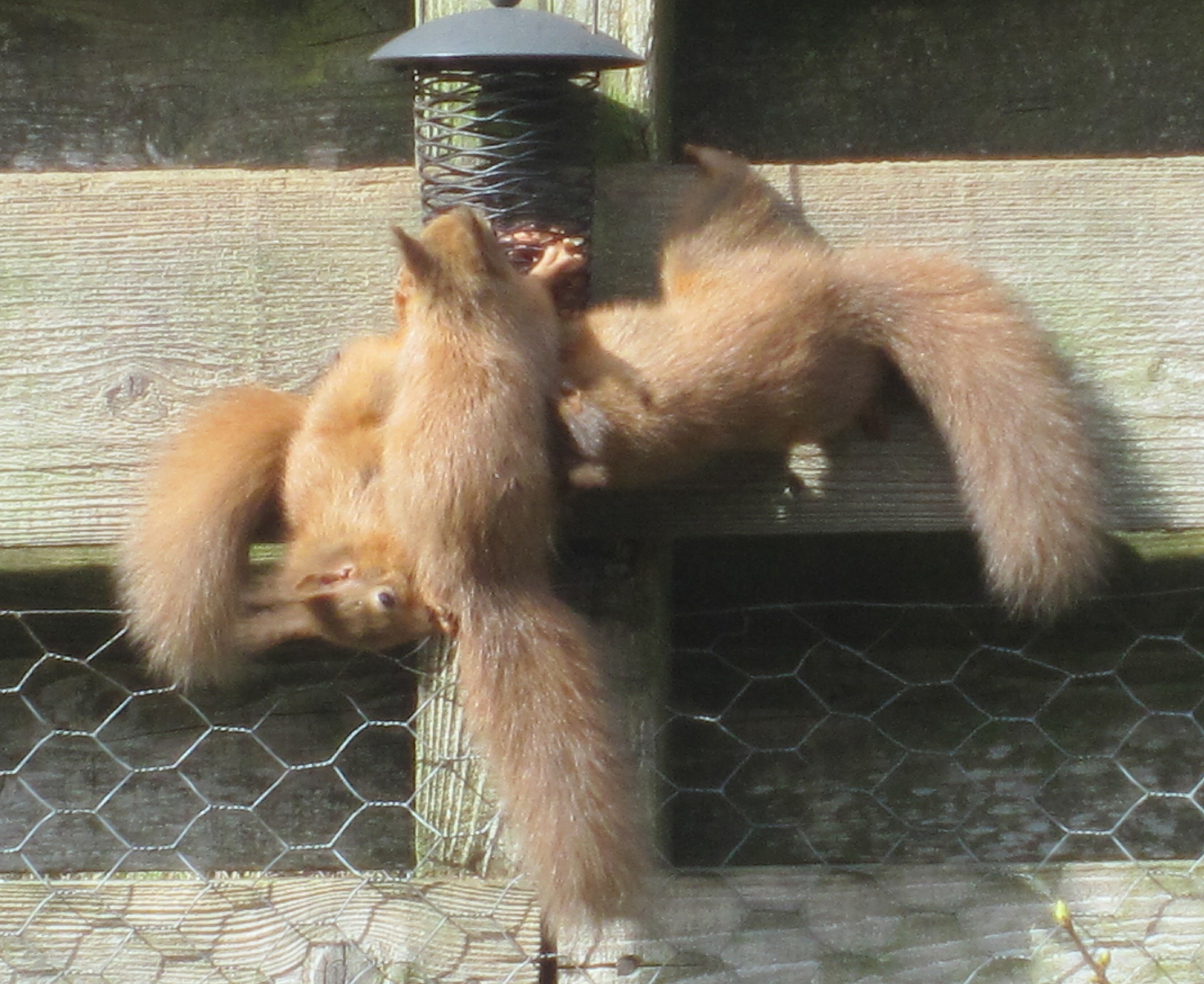 Young Squirrels